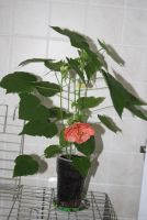 Лот: 4260947. Фото: 2. Абутилон Бэлла красный (зацветает... Комнатные растения и уход