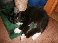 Лот: 3254701. Фото: 3. Подарю котенка!. Растения и животные