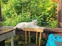 Лот: 23339513. Фото: 3. Потерялся белый кот. Растения и животные