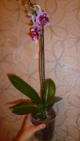 Лот: 6469586. Фото: 3. орхидея цветёт Dtps. Chain Xen... Растения и животные