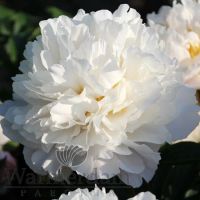Лот: 10994865. Фото: 6. Пионы на осень 2018 г. Бартзелла...