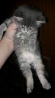 Лот: 10964698. Фото: 5. Котята