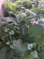 Лот: 5636701. Фото: 2. Хоста "Элеганс". Семена, рассада, садовые растения