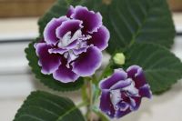 Лот: 3967219. Фото: 3. Глоксиния (фиолетовая махровая... Растения и животные