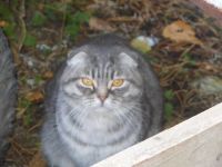 Лот: 3288258. Фото: 2. отдам шотландскую вислоухую кошку. Животные и уход