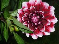 Лот: 6118703. Фото: 3. Георгины кусты полностью. Для дачи, дома, огорода, бани, парка