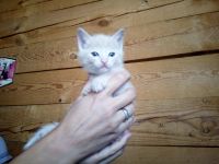 Лот: 12080500. Фото: 4. Котята от кошки мышеловки. Красноярск