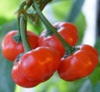 Лот: 5296518. Фото: 2. Перец острый Aji Brazilian Pumpkin... Семена, рассада, садовые растения