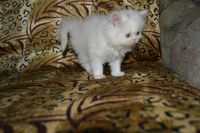 Лот: 4107480. Фото: 2. котёнок персидский белый. Животные и уход