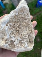 Лот: 20714337. Фото: 3. Окаменелости. Красноярск