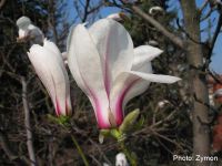 Лот: 9543742. Фото: 2. Магнолия кобус бореалис (Magnolia... Семена, рассада, садовые растения