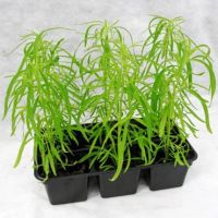 Лот: 11650424. Фото: 5. Кохия, рассада