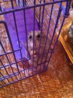 Лот: 6191820. Фото: 3. Джунгарский хомячек с клеткой... Растения и животные