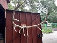 Лот: 14571572. Фото: 3. Рога. Туризм, охота, рыбалка, самооборона