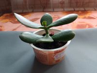 Лот: 25527671. Фото: 2. Денежное дерево 3. Комнатные растения и уход