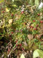 Лот: 4581694. Фото: 2. Клюква. Продукты