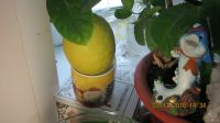 Лот: 11163374. Фото: 3. лимон сорт пандероза N54. Растения и животные