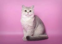Лот: 7963002. Фото: 2. Золотой тикированный котик. Животные и уход