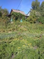 Лот: 10875645. Фото: 3. Дача Петряшино 10 соток с домом... Недвижимость