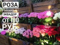 Лот: 9451131. Фото: 2. Роза Голландия за 50р. Цветы, букеты