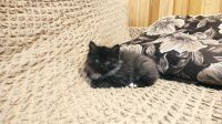 Лот: 24342284. Фото: 2. Котята. Бесплатно. Животные и уход