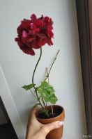 Лот: 11414027. Фото: 2. Пеларгония плющелистная, цветущая... Комнатные растения и уход