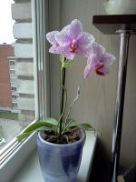 Лот: 5796457. Фото: 3. Орхидея фаленопсис цветущий. Растения и животные