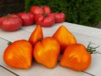 Лот: 11403303. Фото: 6. Рассада коллекционных редких и...