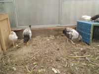 Лот: 10213373. Фото: 3. петух чёрно-белый. Растения и животные