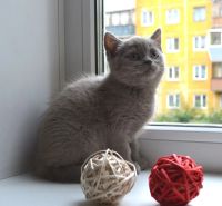 Лот: 4460413. Фото: 2. Прямоухая шотландская принцесса... Животные и уход