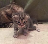 Лот: 8993090. Фото: 3. Шотландский вислоухий мальчик. Растения и животные
