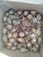 Лот: 13789585. Фото: 2. картофель семенной на посадку... Семена, рассада, садовые растения