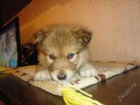 Лот: 2640145. Фото: 2. замечательная собака :). Животные и уход