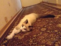 Лот: 5974810. Фото: 4. котенок. Красноярск