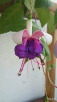 Лот: 13435485. Фото: 3. Фуксия сортовая Brokwood Joy... Растения и животные