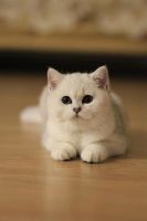Лот: 10533806. Фото: 5. Британский котенок - девочка 4...