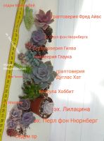 Лот: 17536109. Фото: 2. Эхиверии и пахифитумы. Комнатные растения и уход