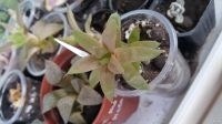 Лот: 6211165. Фото: 5. Хавортия turgida caespitosa (суккулент...