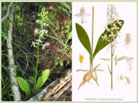 Лот: 9222511. Фото: 4. Любка Двулистная (Platanthera... Красноярск