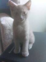 Лот: 7783174. Фото: 7. Котята