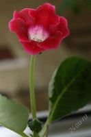 Лот: 2869705. Фото: 3. Глоксиния 15 (цветет). Растения и животные