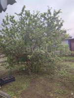 Лот: 25295226. Фото: 13. 1-комн. дача , Сосновоборск улица...