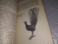 Лот: 18970316. Фото: 4. Кустанович С. В мире живой природы... Красноярск