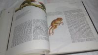 Лот: 10120055. Фото: 5. Возникновение человека. Недостающее...