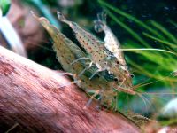 Лот: 16554320. Фото: 3. Амано Креветки (Caridina japonica... Растения и животные