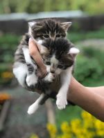 Лот: 14120896. Фото: 2. Котятки. Животные и уход