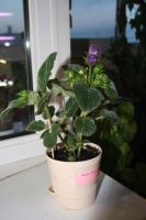 Лот: 4136013. Фото: 6. Глоксиния (цветущее растение в...