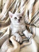 Лот: 11513275. Фото: 5. Шотландские котята, котятки прямоухие...