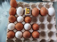 Лот: 22176660. Фото: 4. Яйцо куриное домашнее