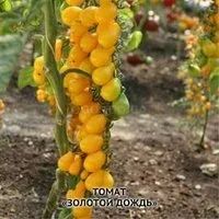 Лот: 13026628. Фото: 2. Семена томата"Грозди ильди". Семена, рассада, садовые растения